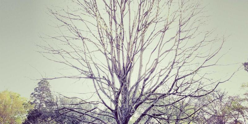 北京龙江天辰:产业引擎驱动下的房价走势与投资价值深度解析